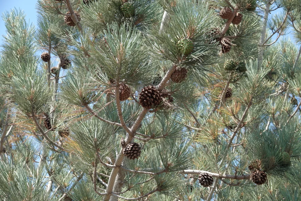 Pinus Torreyana