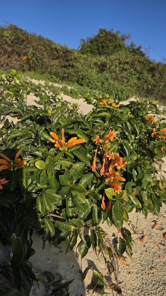 Pyrostegia Venusta