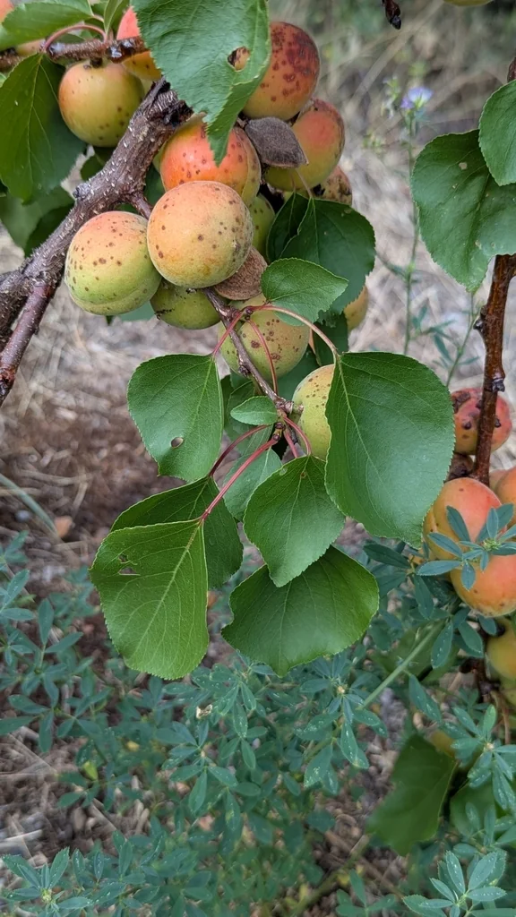Prunus Armeniaca