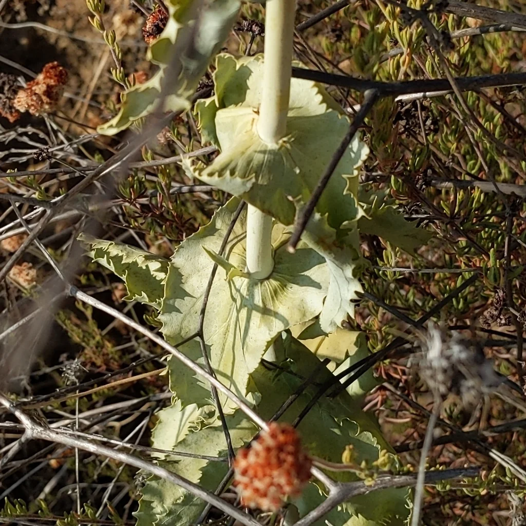 Penstemon Spectabilis