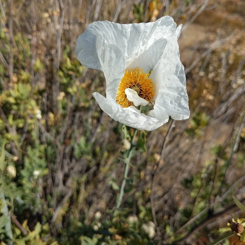 Romneya Coulteri