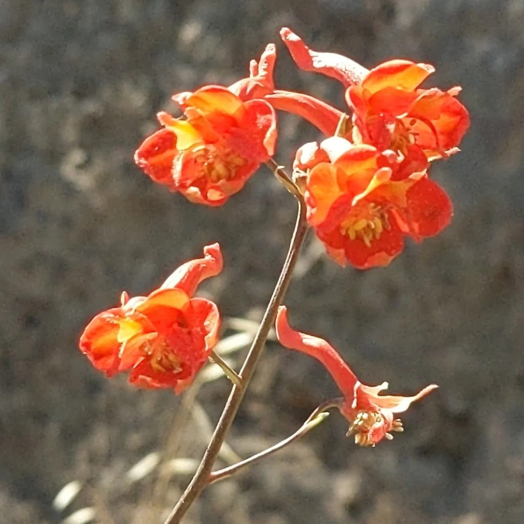 Delphinium Cardinale
