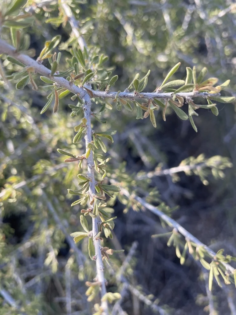Prunus Fasciculata