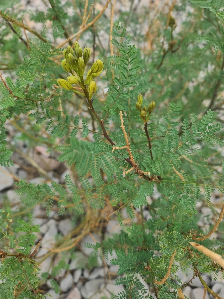 Caesalpinia Gilliesii