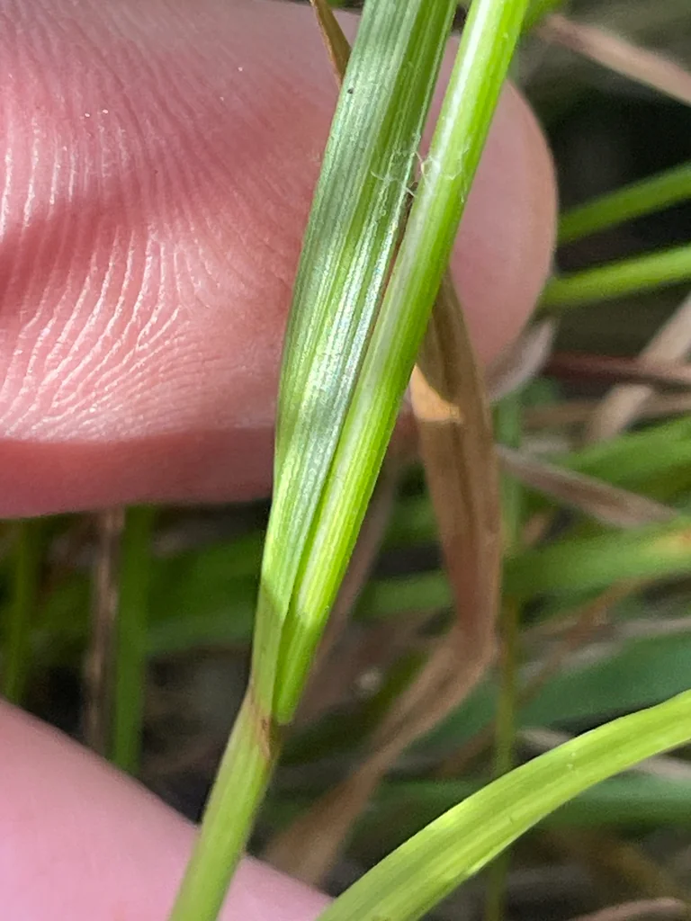 Carex Pachystachya