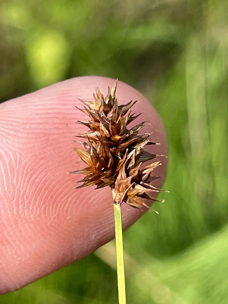 Carex Pachystachya