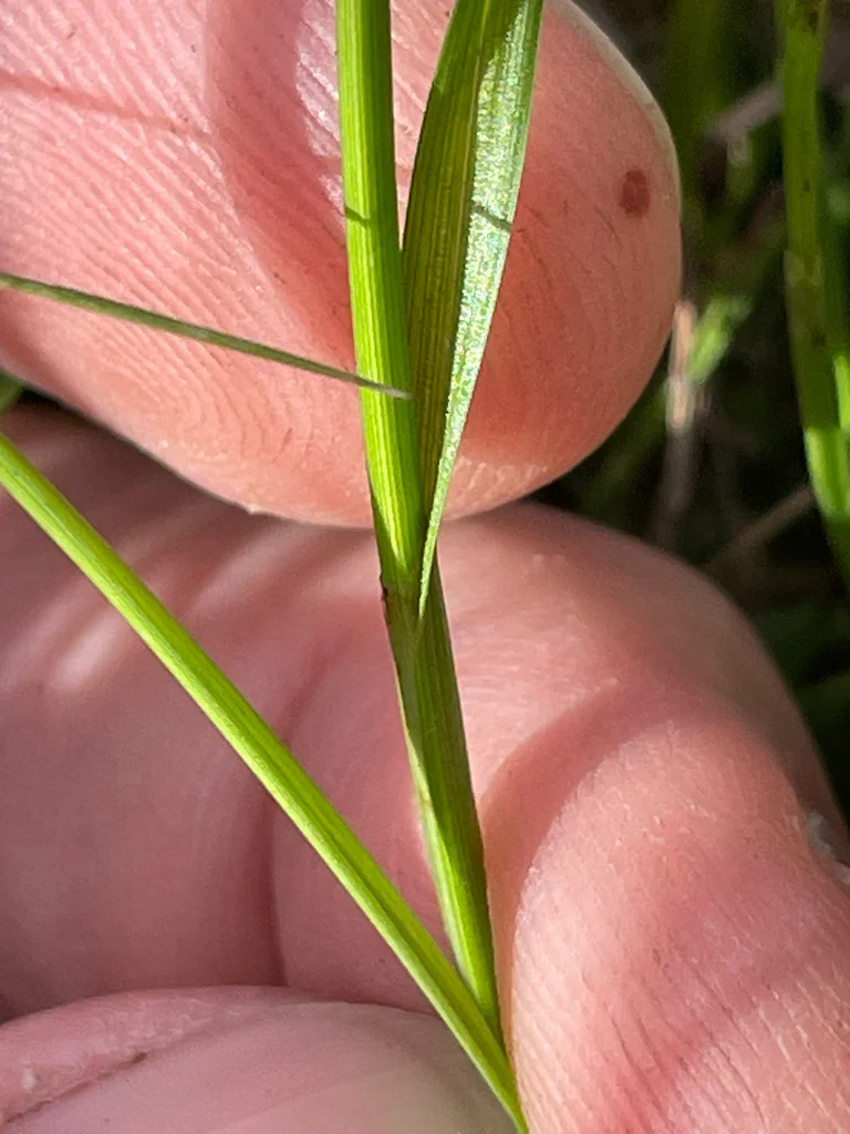 Carex Pachystachya