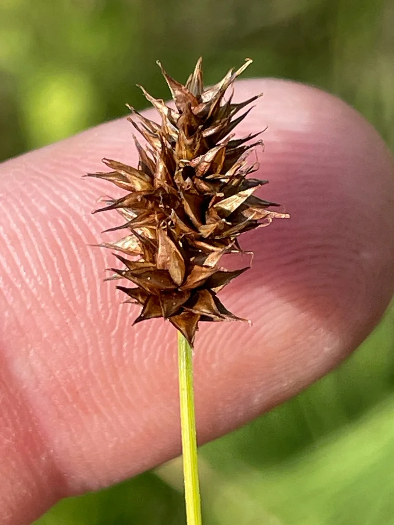 Carex Pachystachya