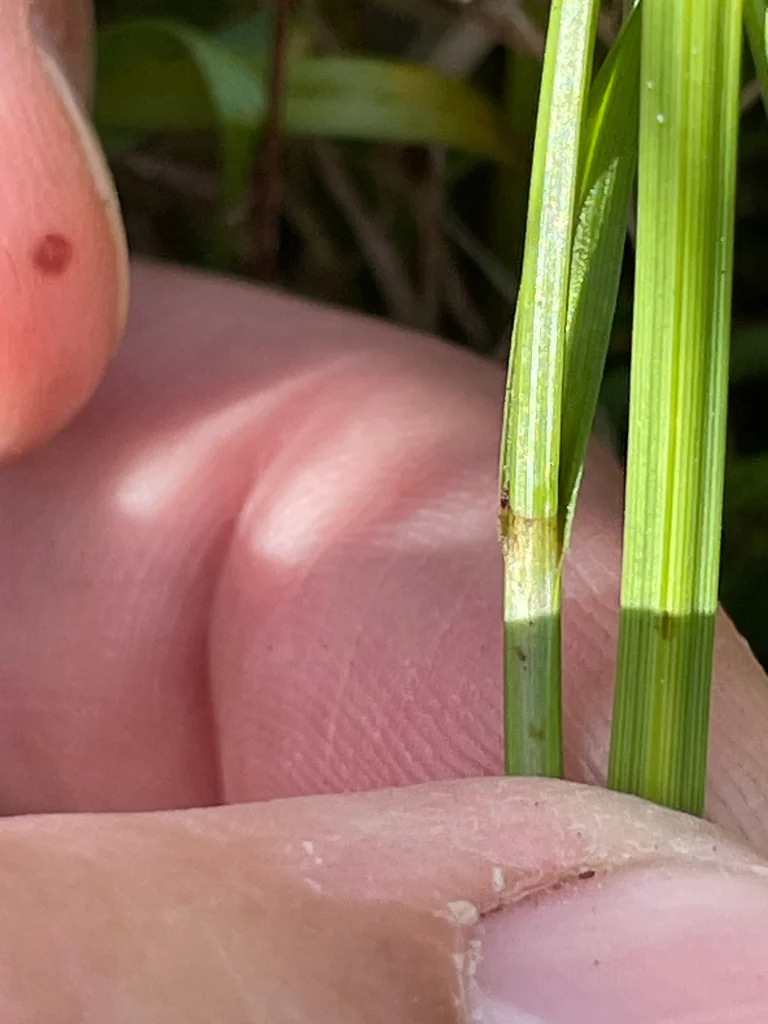 Carex Pachystachya