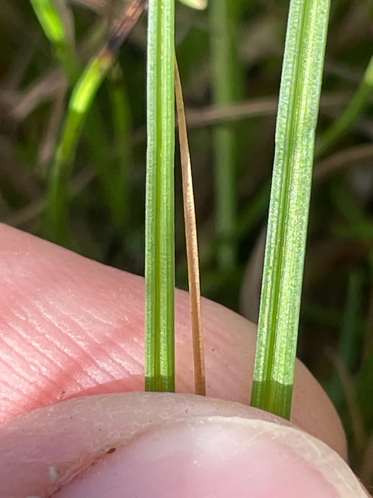 Carex Pachystachya