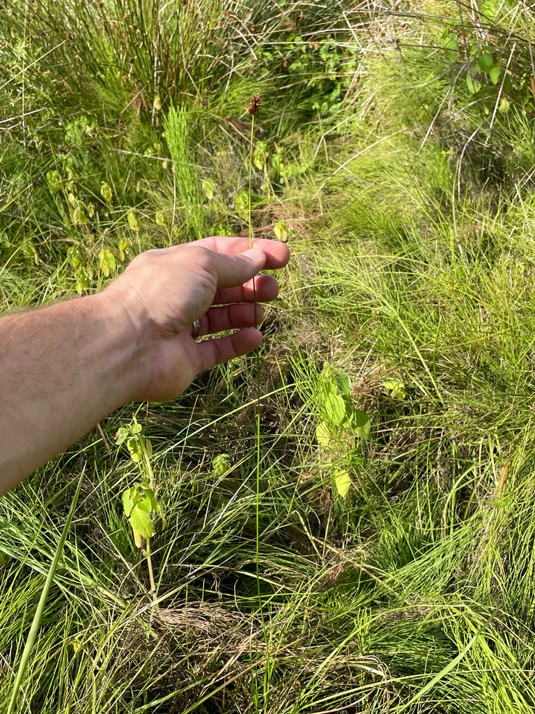Carex Pachystachya
