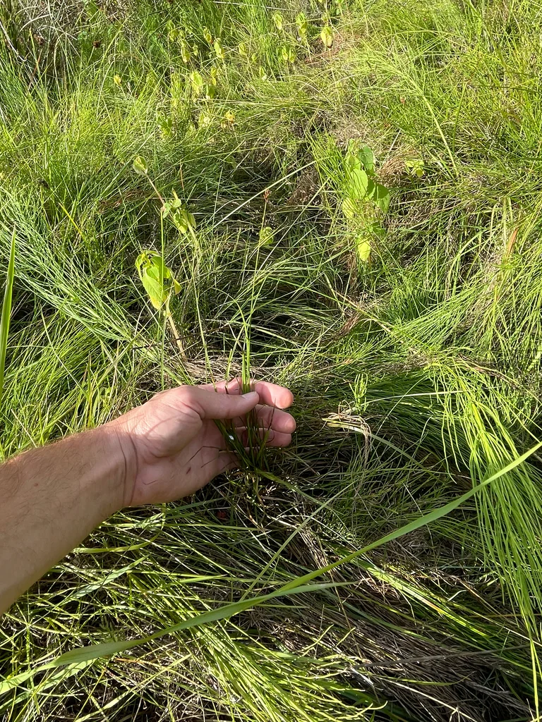 Carex Pachystachya