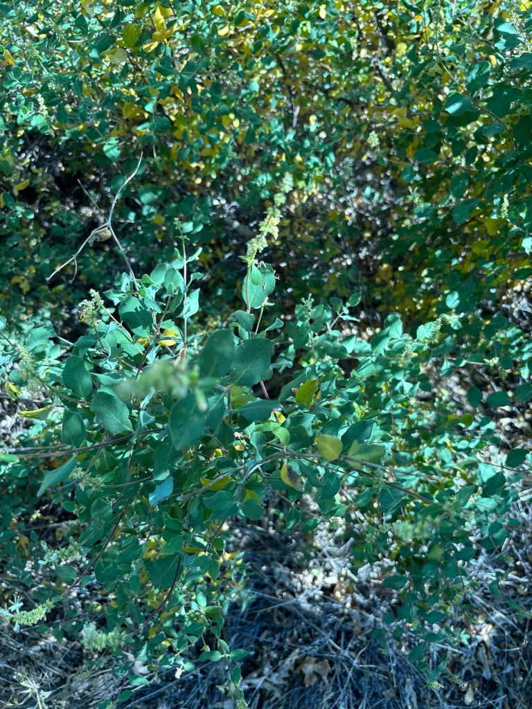 Lonicera Subspicata