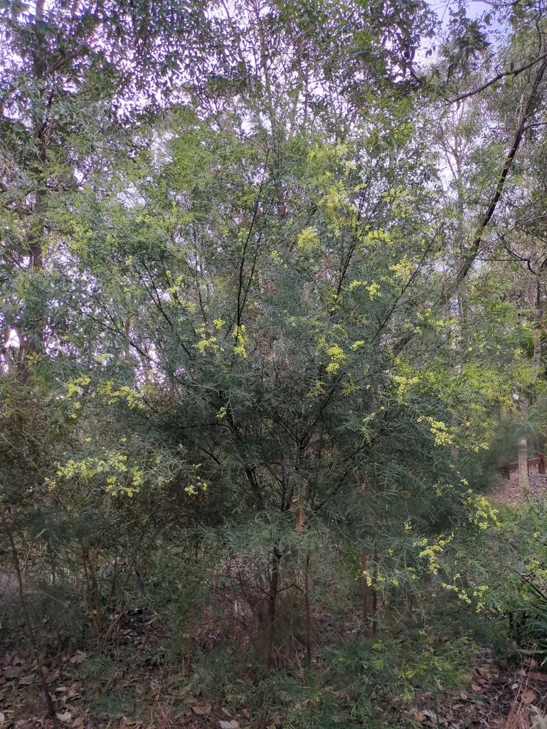 Acacia Fimbriata