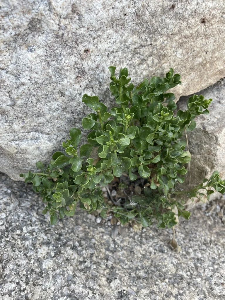 Ericameria Cuneata