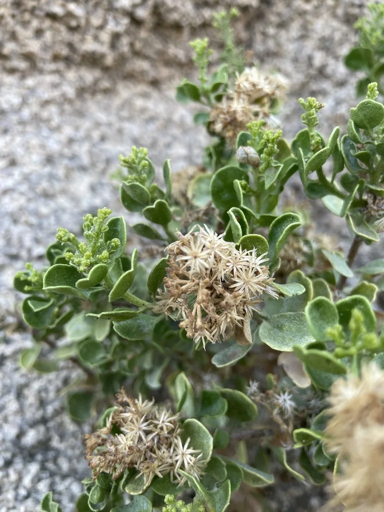 Ericameria Cuneata