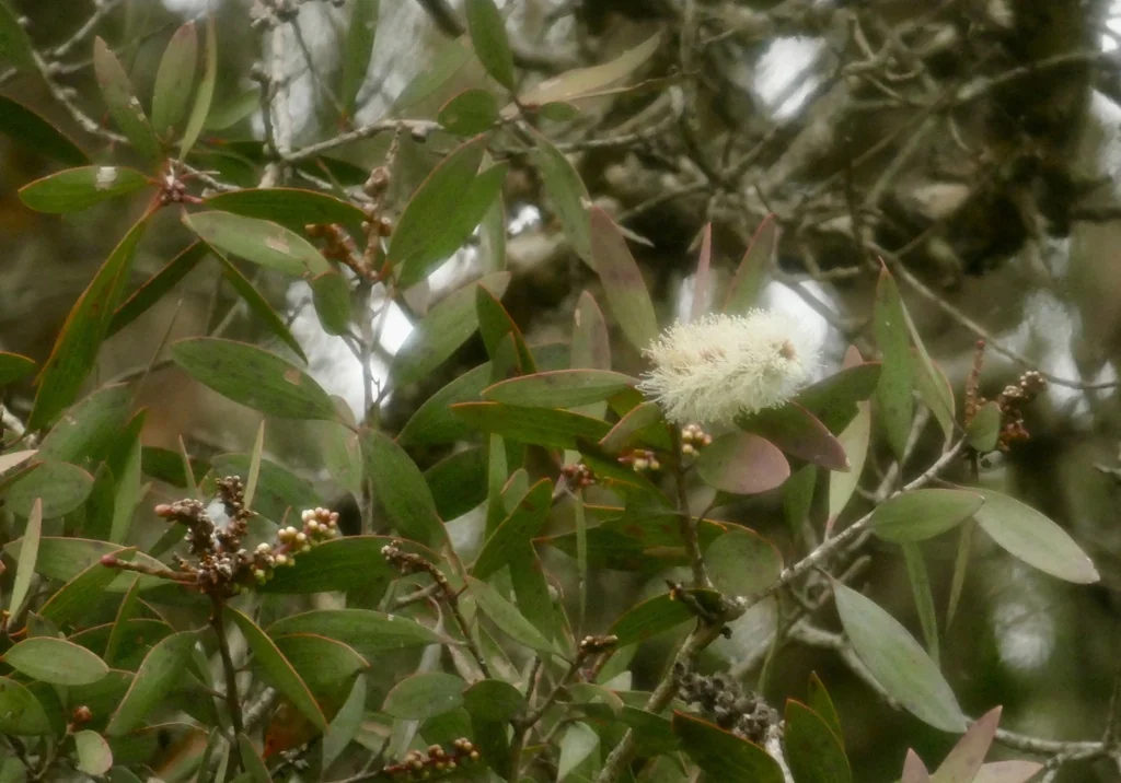 Melaleuca Quinquenervia