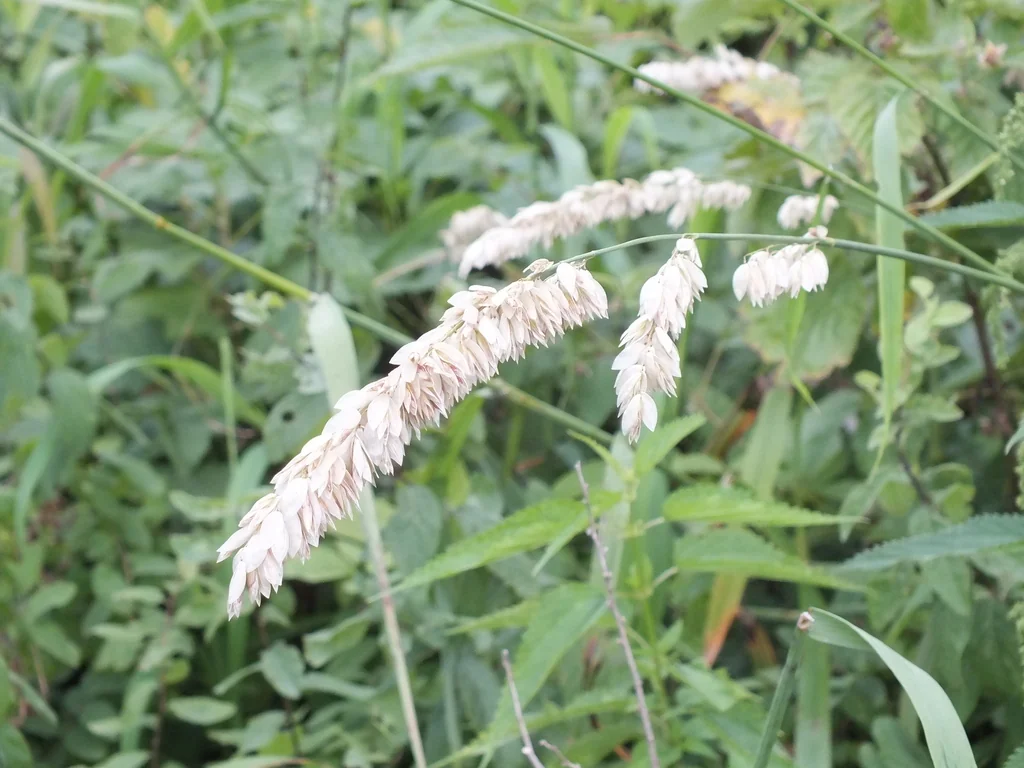 Melica Altissima