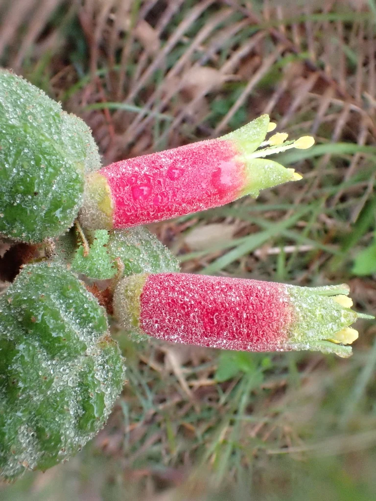 Correa Reflexa