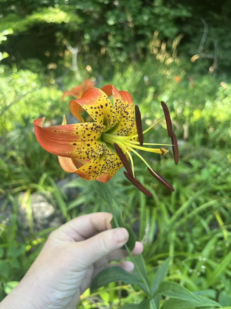 Lilium Superbum