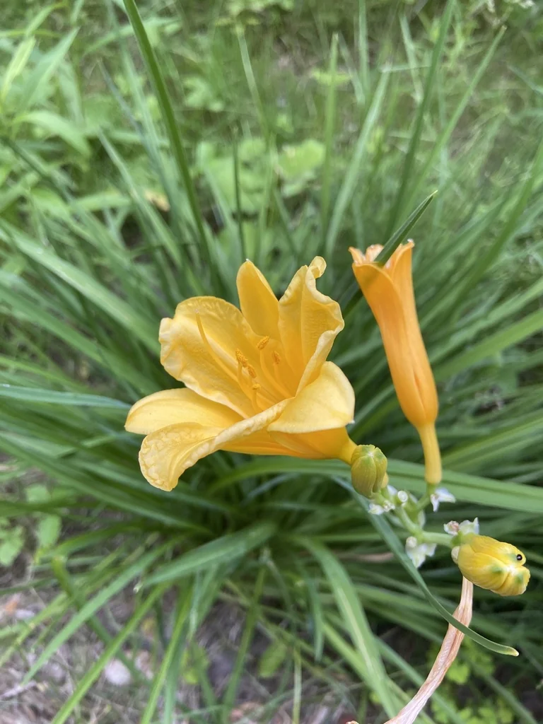 Hemerocallis Lilioasphodelus