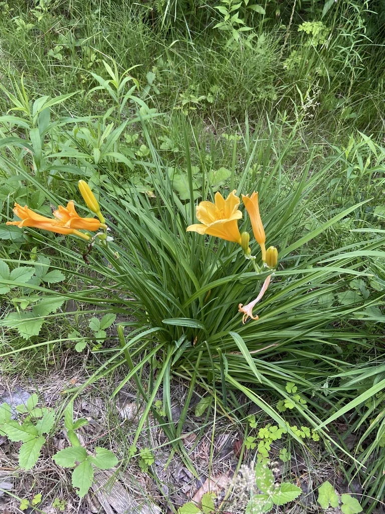 Hemerocallis Lilioasphodelus