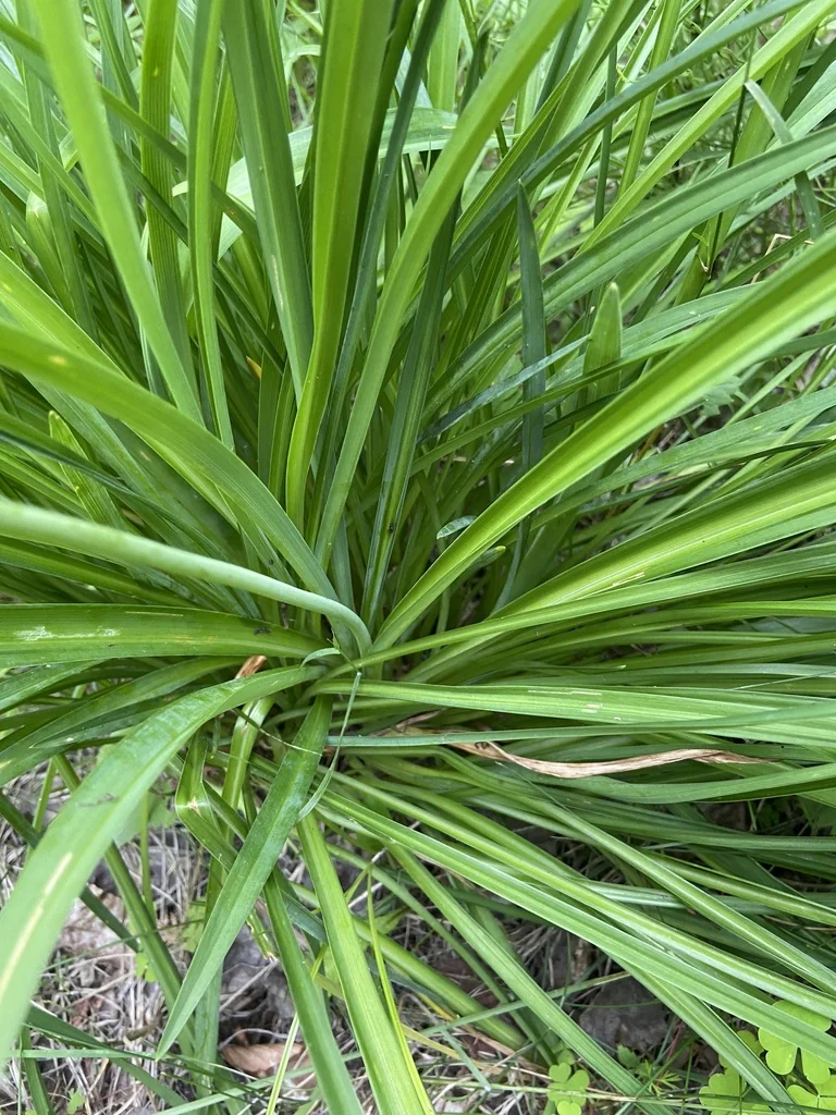 Hemerocallis Lilioasphodelus