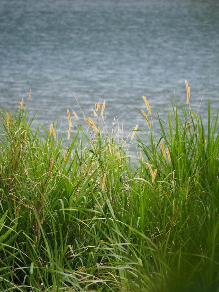 Pennisetum Purpureum