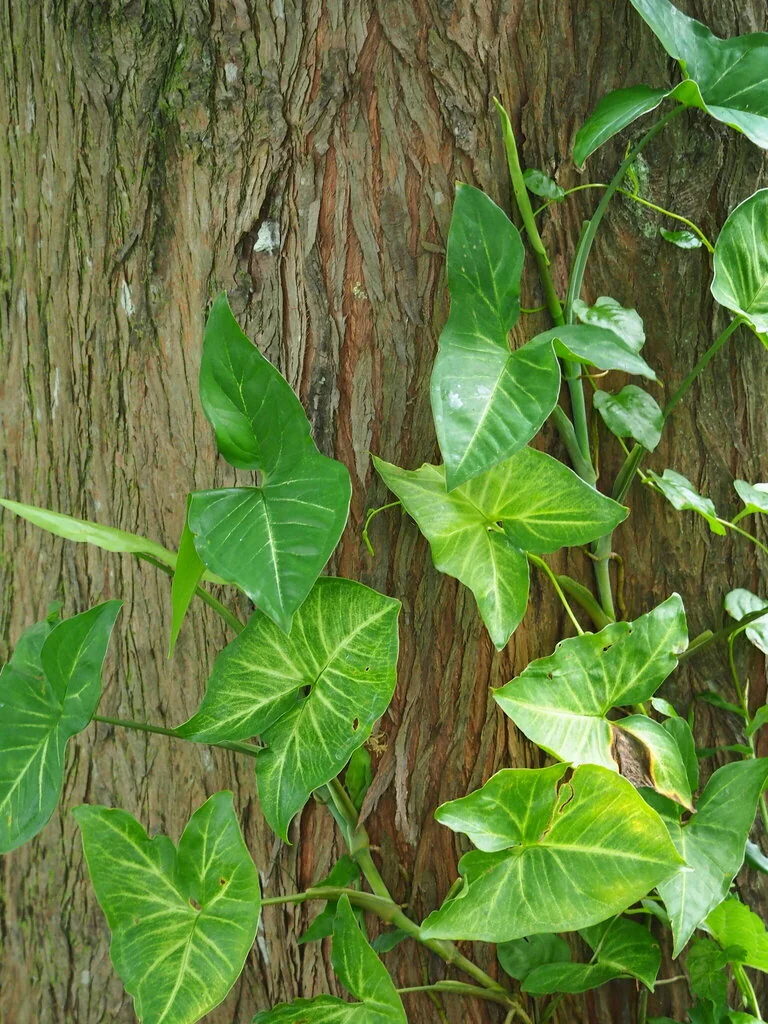 Syngonium podophyllum