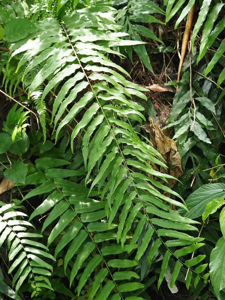 Nephrolepis biserrata
