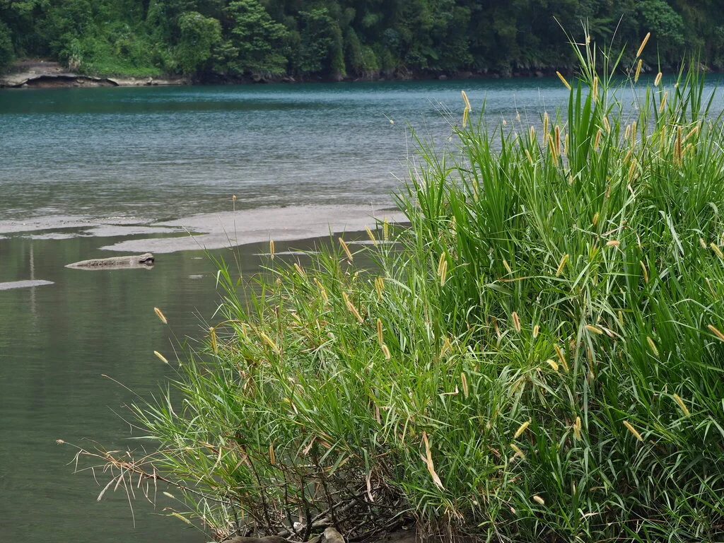 Pennisetum Purpureum