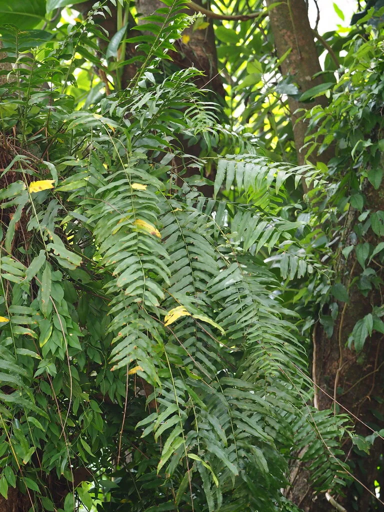 Nephrolepis biserrata