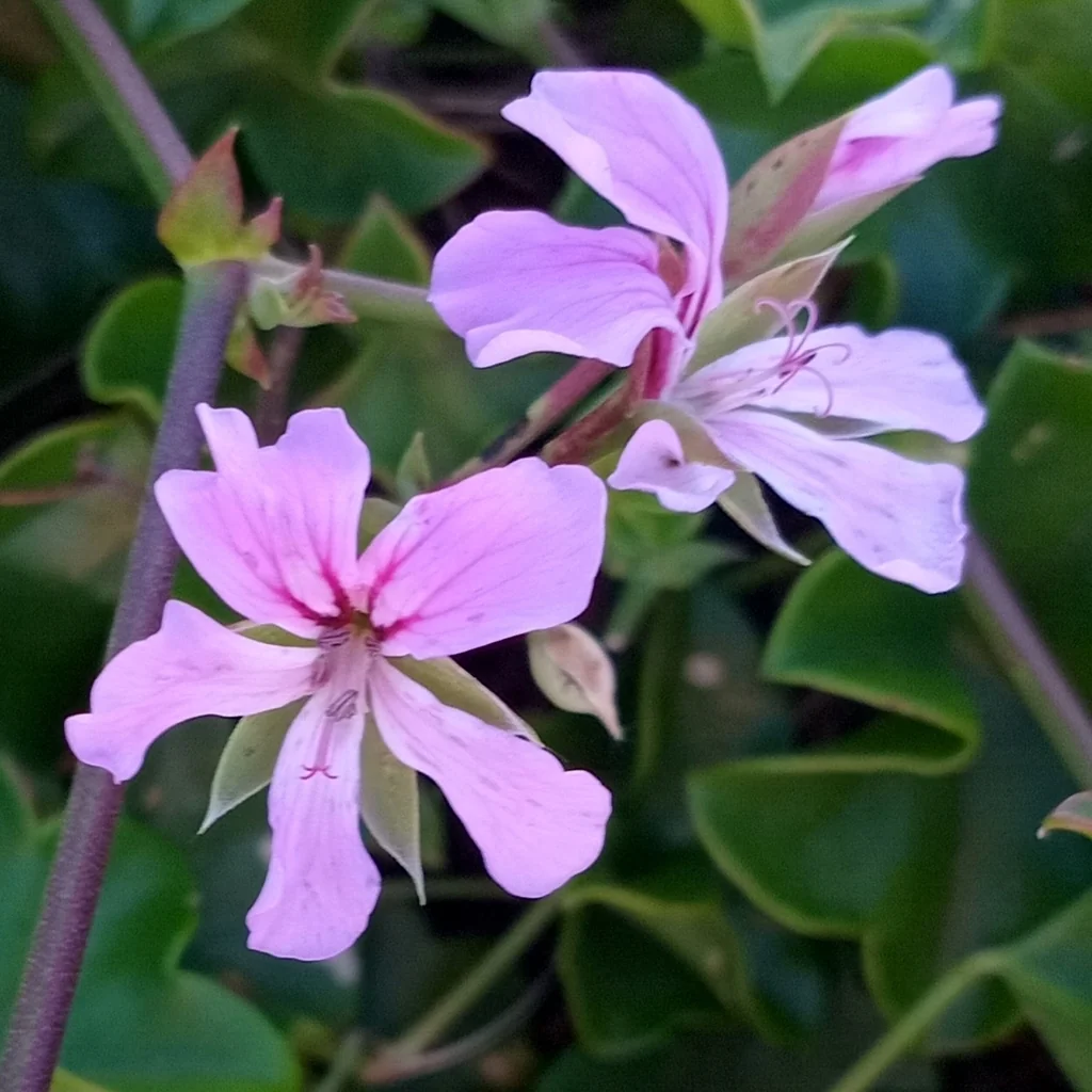 Pelargonium Peltatum