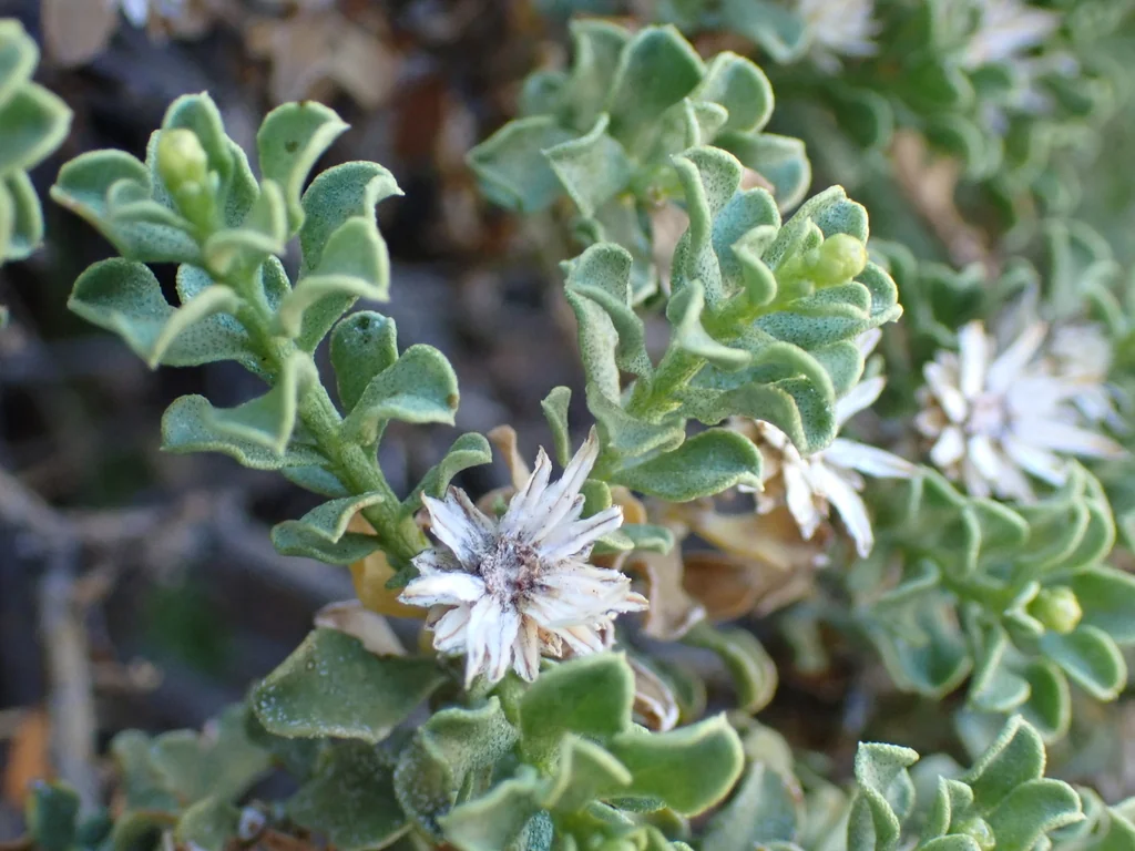 Ericameria Cuneata