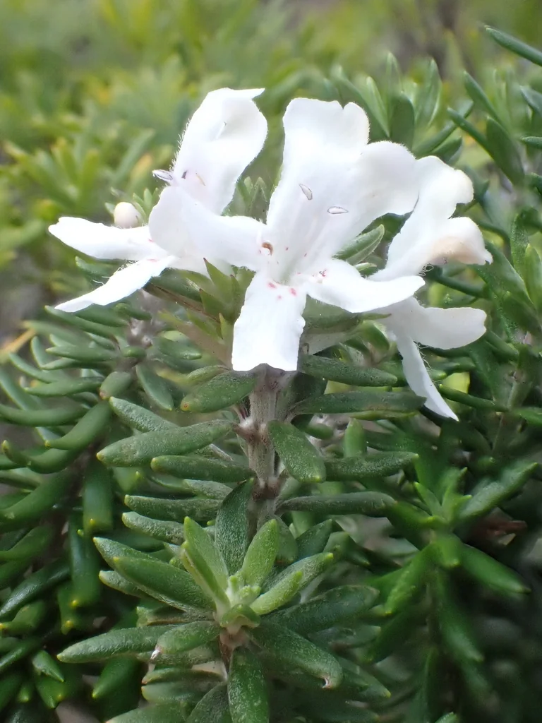 Westringia fruticosa