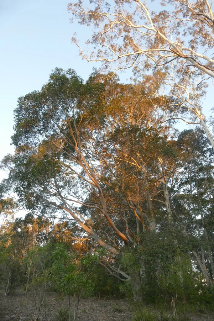 Eucalyptus Maculata