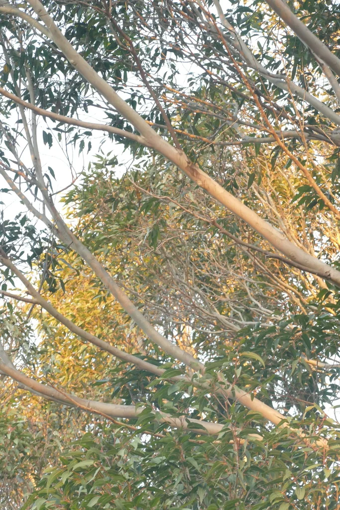 Eucalyptus Maculata