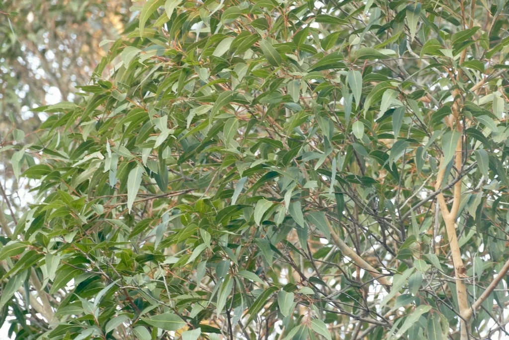 Eucalyptus Maculata