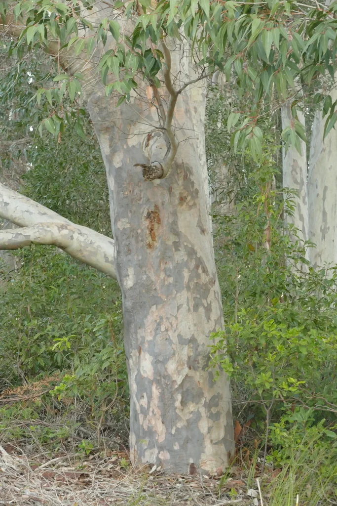 Eucalyptus Maculata