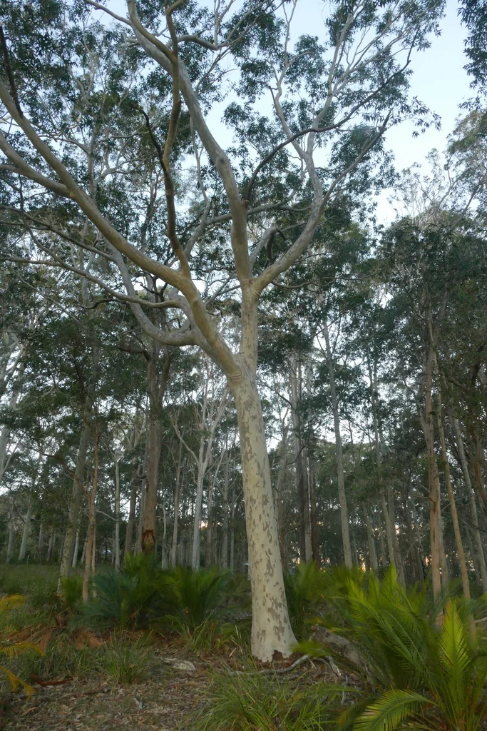 Eucalyptus Maculata