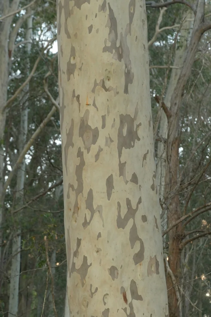 Eucalyptus Maculata