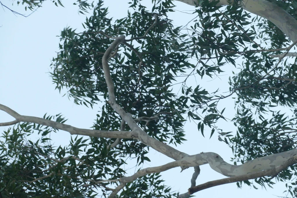 Eucalyptus Maculata