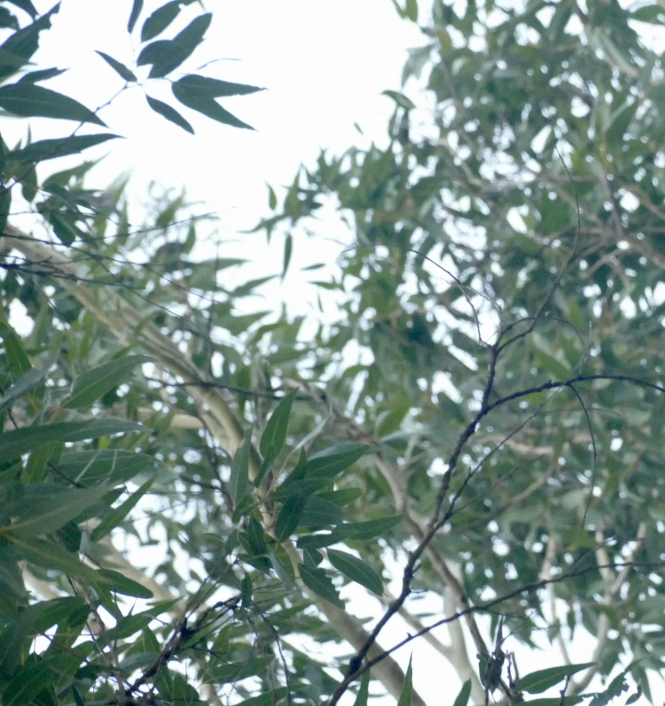 Eucalyptus Maculata