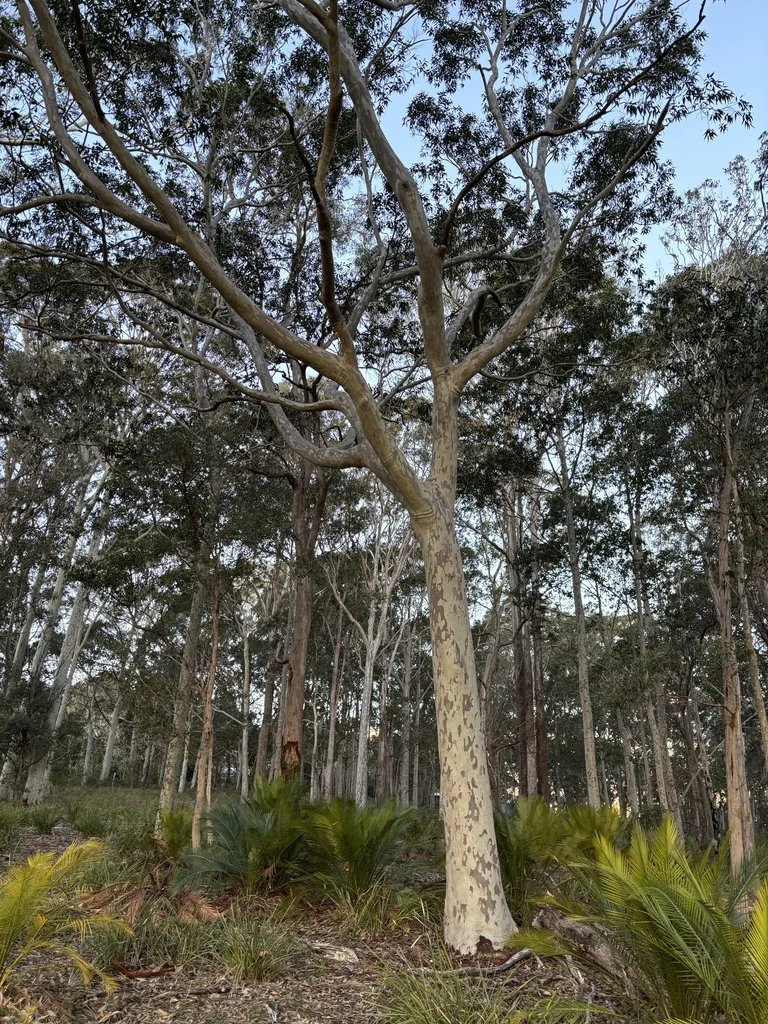 Eucalyptus Maculata