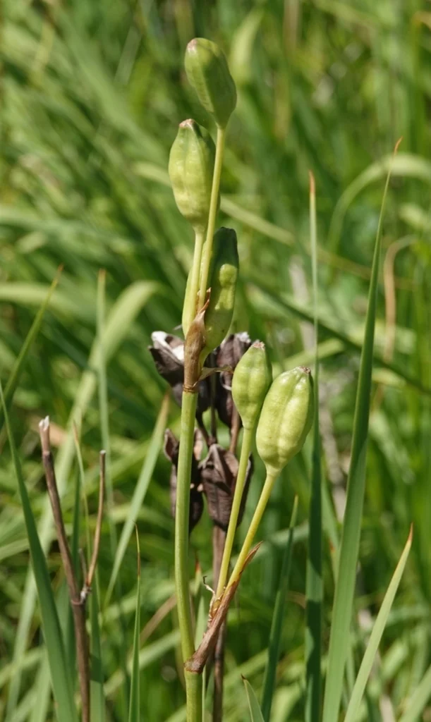 Iris Sibirica
