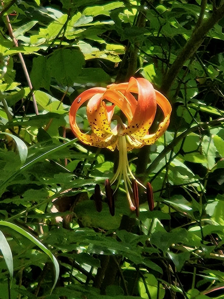 Lilium Superbum