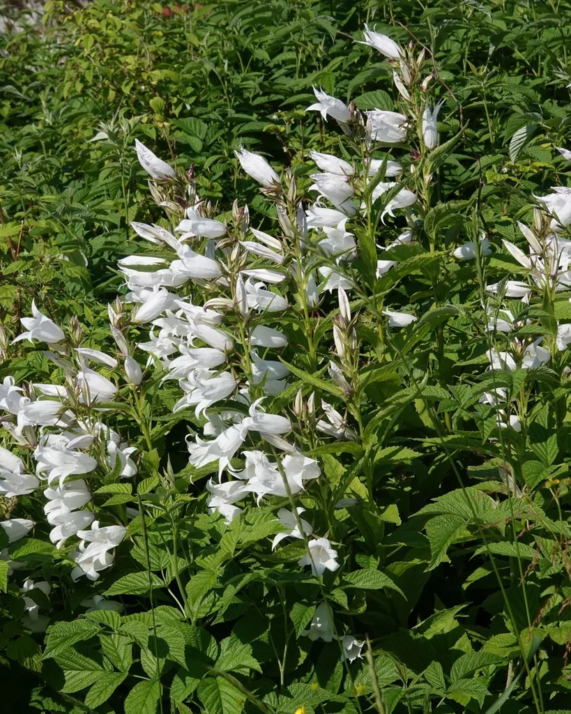 Campanula Latifolia