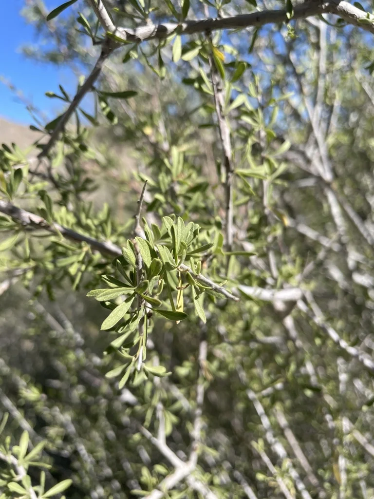 Prunus Fasciculata