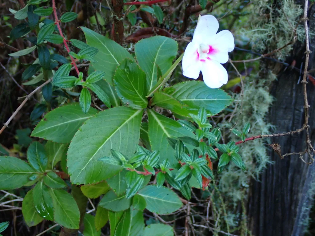 Impatiens Sodenii