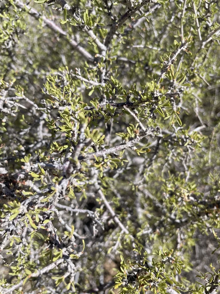 Prunus Fasciculata
